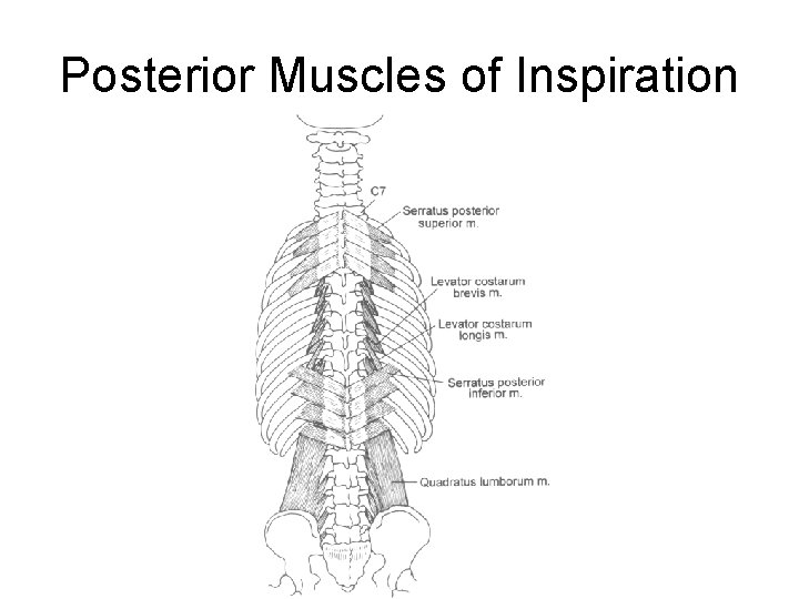 Posterior Muscles of Inspiration 