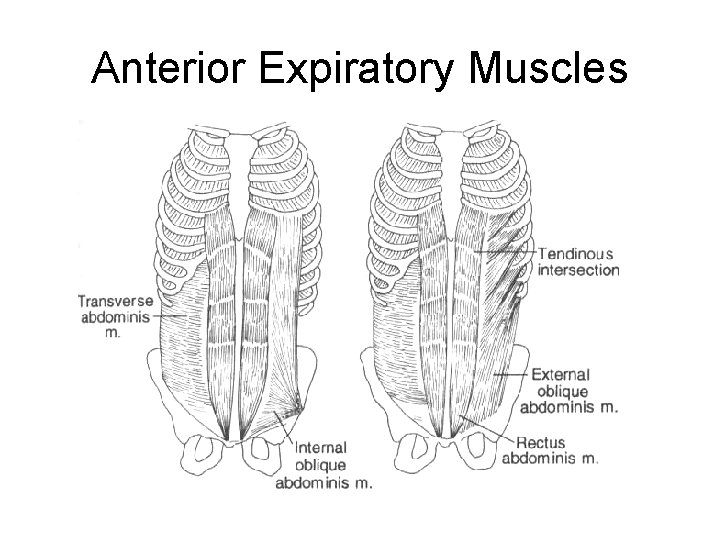 Anterior Expiratory Muscles 