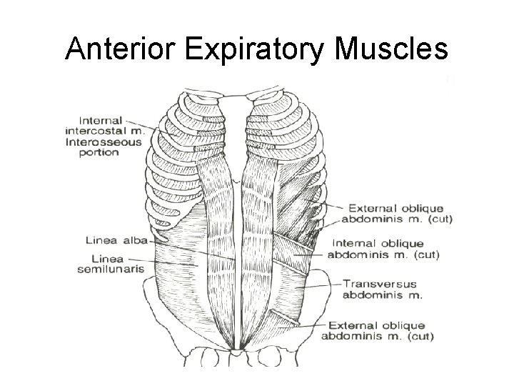 Anterior Expiratory Muscles 