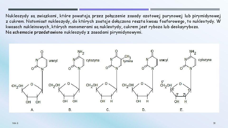 Nukleozydy są związkami, które powstają przez połączenie zasady azotowej purynowej lub pirymidynowej z cukrem.