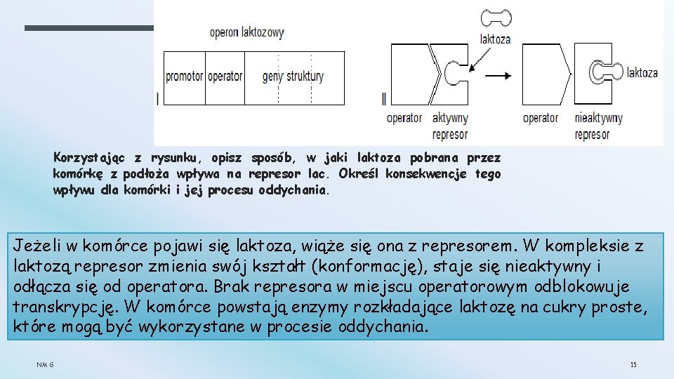 Korzystając z rysunku, opisz sposób, w jaki laktoza pobrana przez komórkę z podłoża wpływa