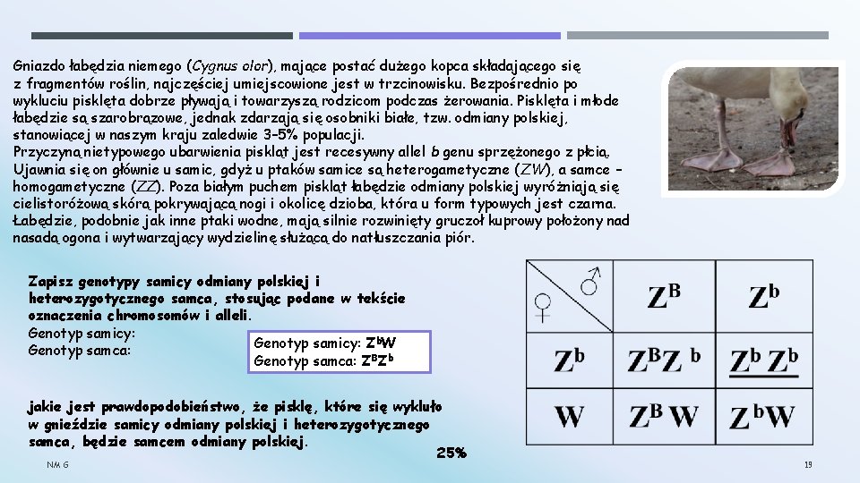 Gniazdo łabędzia niemego (Cygnus olor), mające postać dużego kopca składającego się z fragmentów roślin,