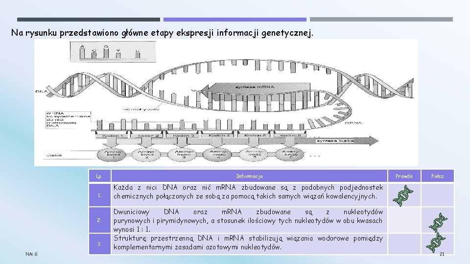 Na rysunku przedstawiono główne etapy ekspresji informacji genetycznej. Lp. Informacja Prawda Fałsz 1. Każda