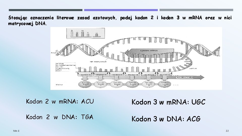 Stosując oznaczenia literowe zasad azotowych, podaj kodon 2 i kodon 3 w m. RNA