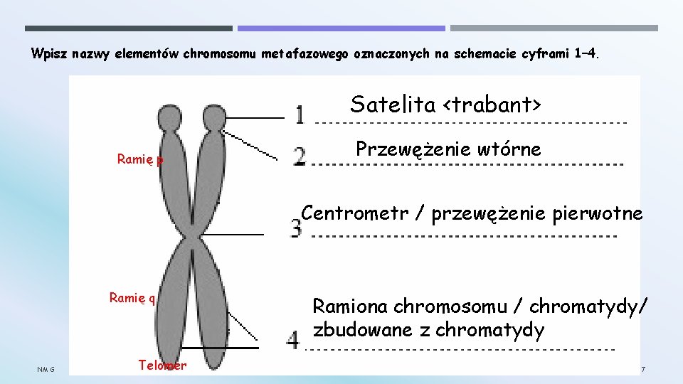 Wpisz nazwy elementów chromosomu metafazowego oznaczonych na schemacie cyframi 1– 4. Satelita <trabant> Ramię