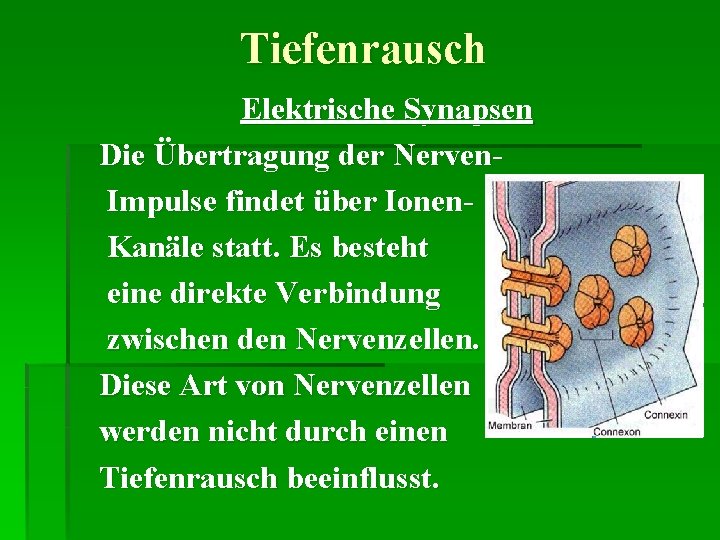 Tiefenrausch Elektrische Synapsen Die Übertragung der Nerven Impulse findet über Ionen Kanäle statt. Es