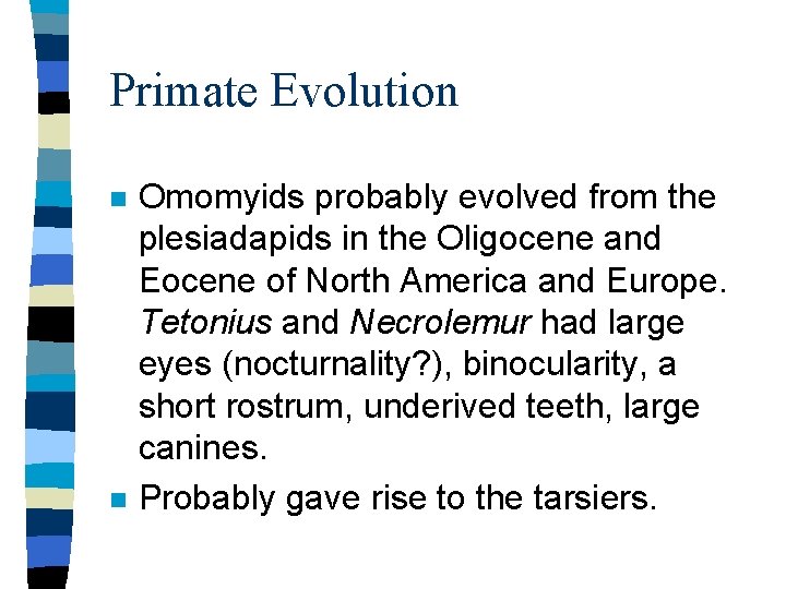 Primate Evolution n n Omomyids probably evolved from the plesiadapids in the Oligocene and