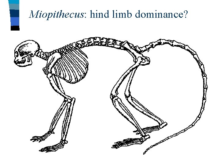 Miopithecus: hind limb dominance? 