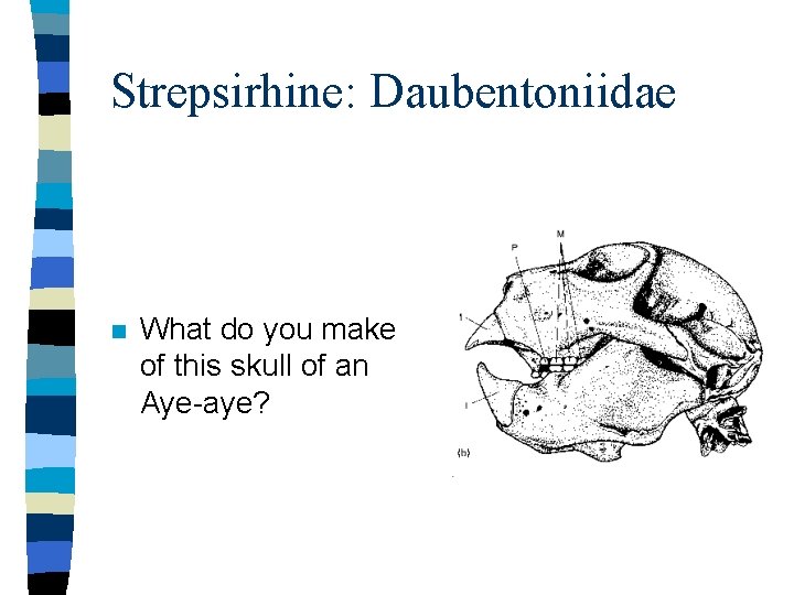 Strepsirhine: Daubentoniidae n What do you make of this skull of an Aye-aye? 