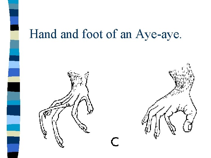 Hand foot of an Aye-aye. 