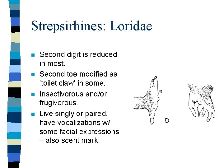 Strepsirhines: Loridae n n Second digit is reduced in most. Second toe modified as