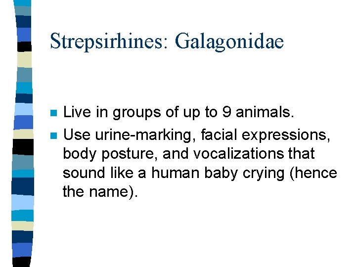 Strepsirhines: Galagonidae n n Live in groups of up to 9 animals. Use urine-marking,