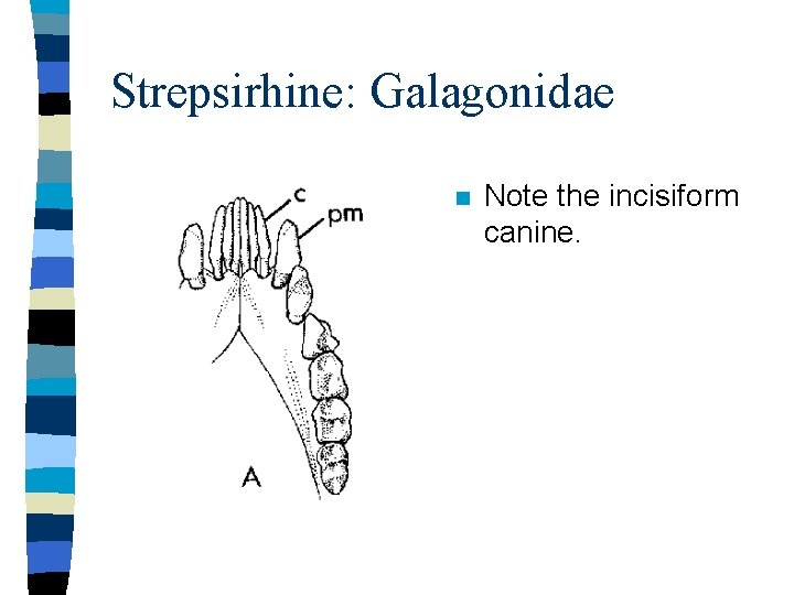 Strepsirhine: Galagonidae n Note the incisiform canine. 