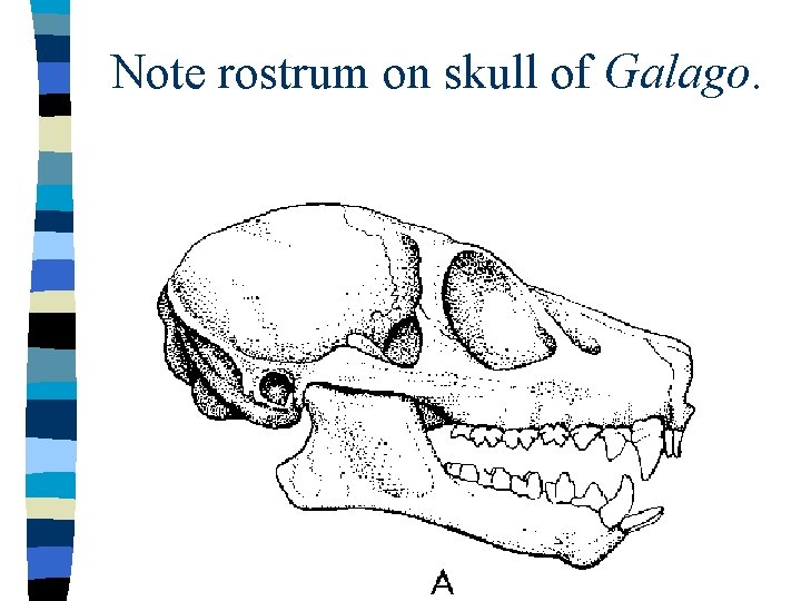 Note rostrum on skull of Galago. 