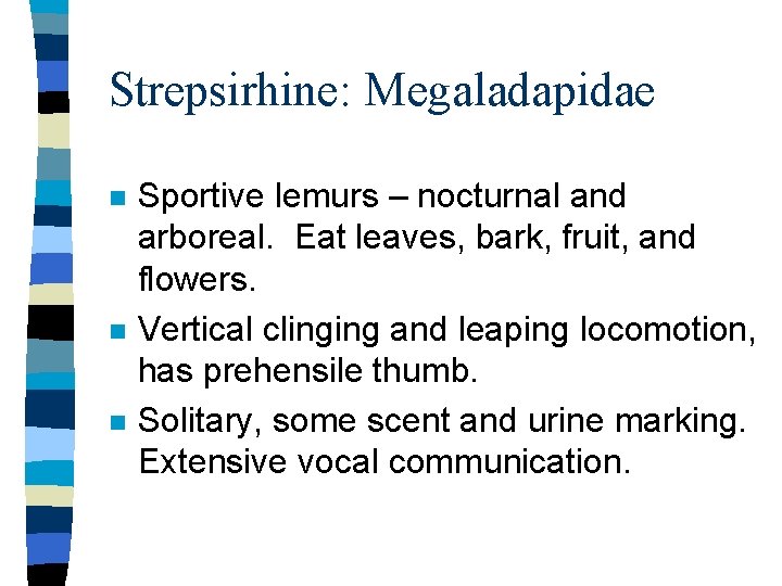 Strepsirhine: Megaladapidae n n n Sportive lemurs – nocturnal and arboreal. Eat leaves, bark,