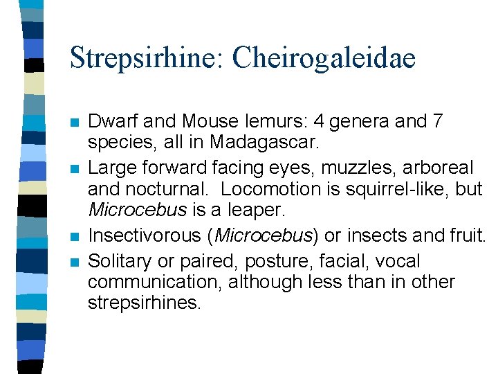 Strepsirhine: Cheirogaleidae n n Dwarf and Mouse lemurs: 4 genera and 7 species, all
