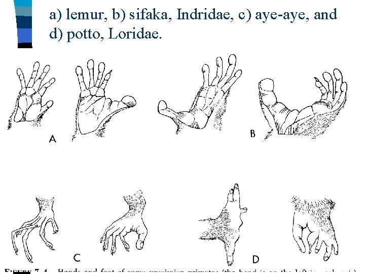 a) lemur, b) sifaka, Indridae, c) aye-aye, and d) potto, Loridae. 