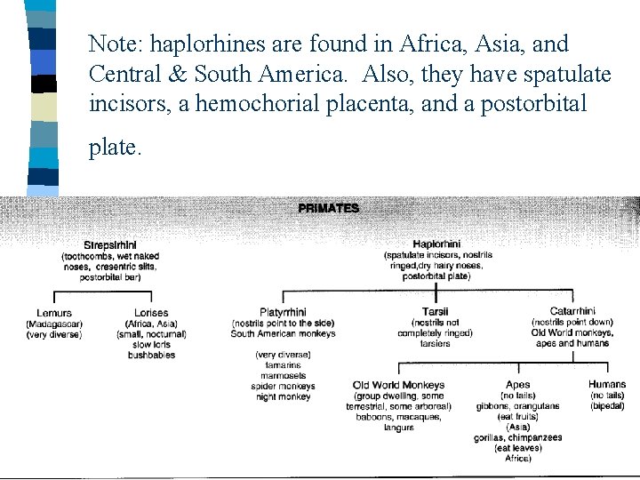 Note: haplorhines are found in Africa, Asia, and Central & South America. Also, they