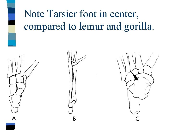 Note Tarsier foot in center, compared to lemur and gorilla. 