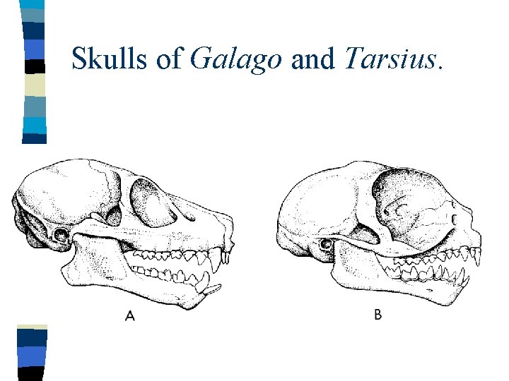 Skulls of Galago and Tarsius. 