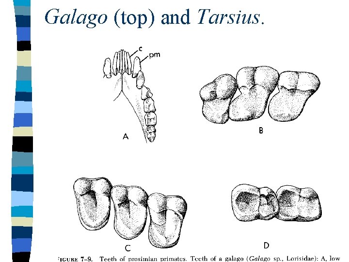 Galago (top) and Tarsius. 