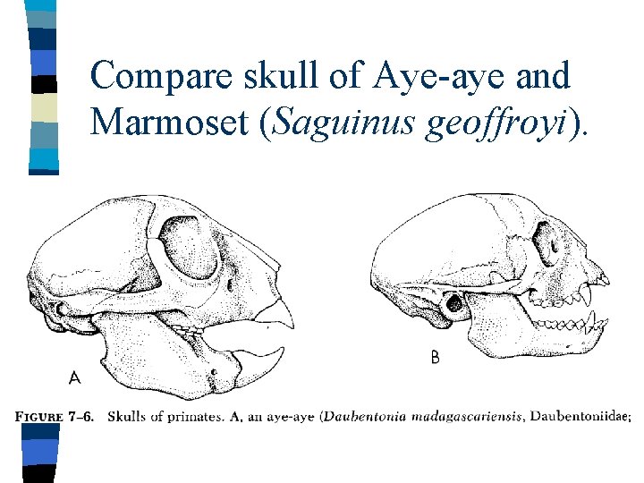 Compare skull of Aye-aye and Marmoset (Saguinus geoffroyi). 