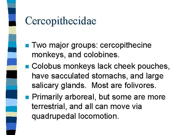 Cercopithecidae n n n Two major groups: cercopithecine monkeys, and colobines. Colobus monkeys lack