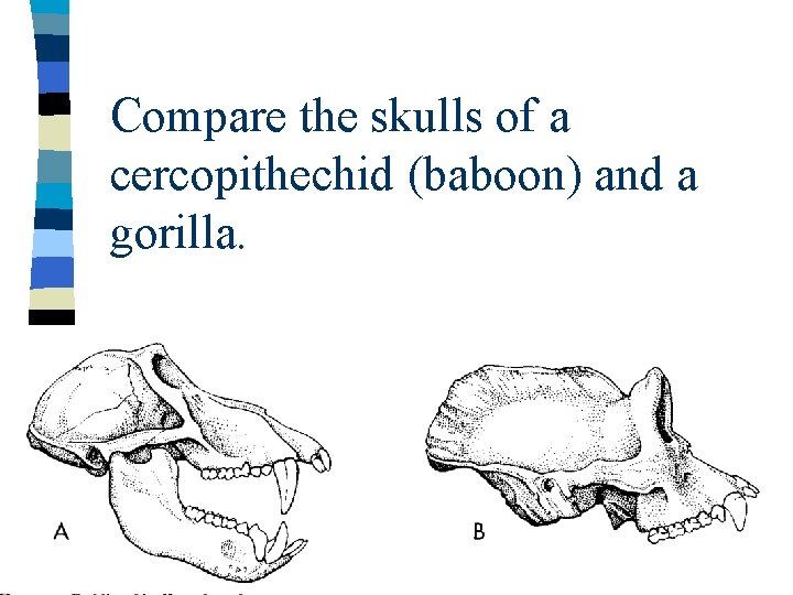 Compare the skulls of a cercopithechid (baboon) and a gorilla. 