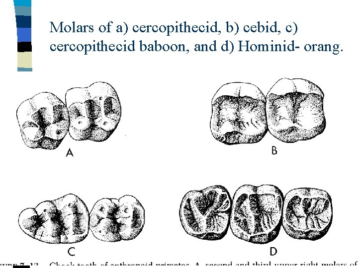 Molars of a) cercopithecid, b) cebid, c) cercopithecid baboon, and d) Hominid- orang. 