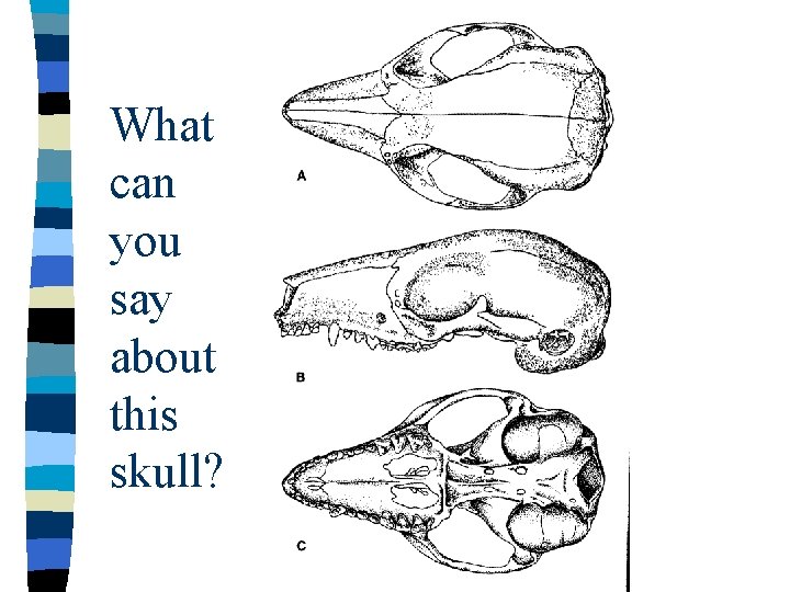 What can you say about this skull? 