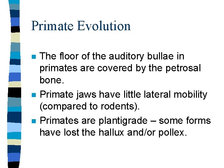 Primate Evolution n The floor of the auditory bullae in primates are covered by