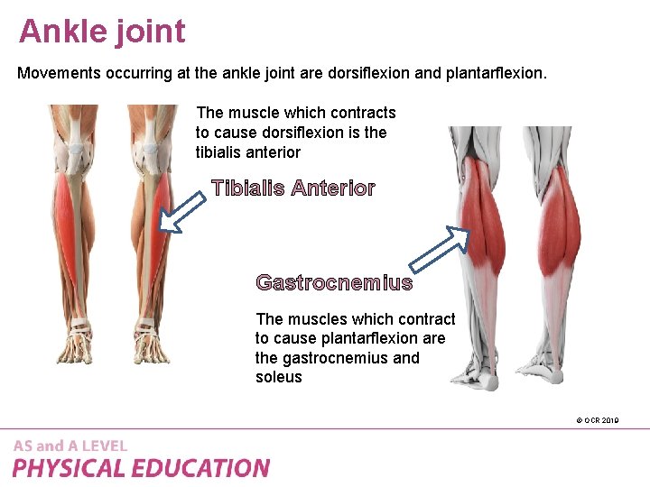 Ankle joint Movements occurring at the ankle joint are dorsiflexion and plantarflexion. The muscle