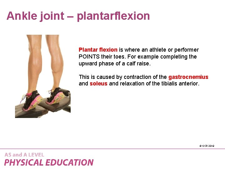 Ankle joint – plantarflexion Plantar flexion is where an athlete or performer POINTS their