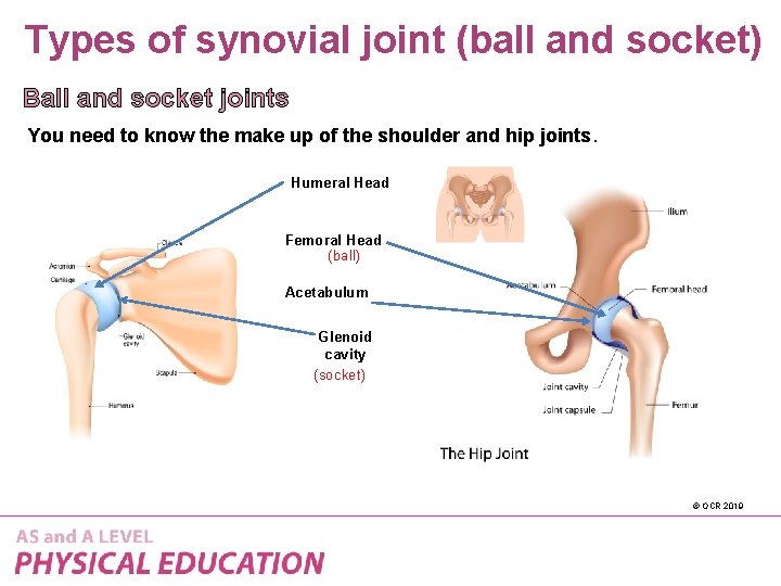 Types of synovial joint (ball and socket) Ball and socket joints You need to