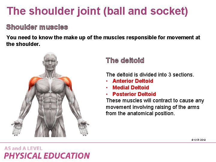 The shoulder joint (ball and socket) Shoulder muscles You need to know the make