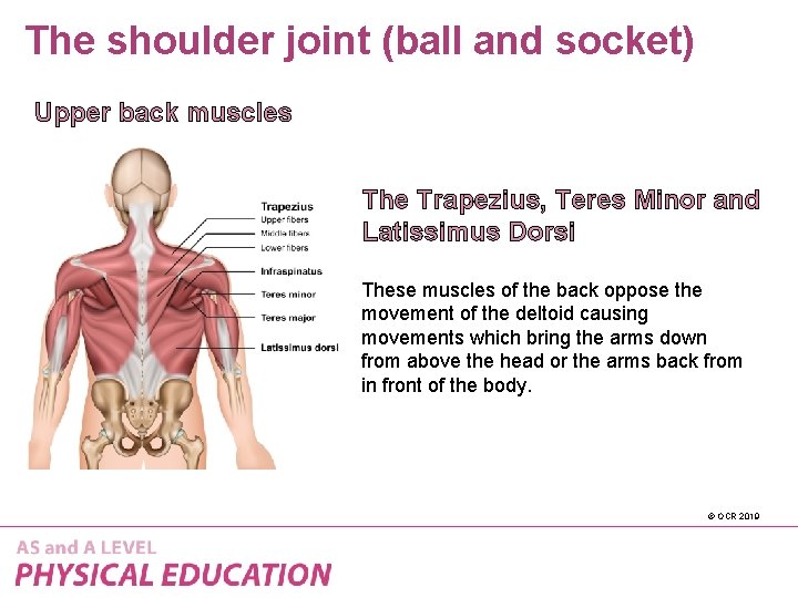 The shoulder joint (ball and socket) Upper back muscles The Trapezius, Teres Minor and