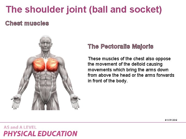 The shoulder joint (ball and socket) Chest muscles The Pectoralis Majoris These muscles of