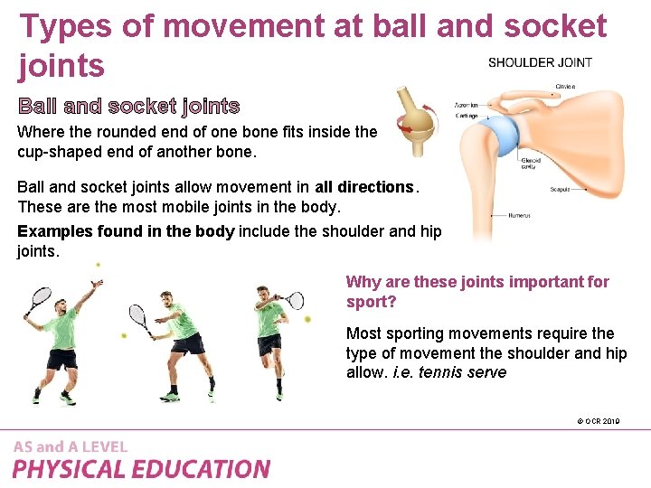 Types of movement at ball and socket joints Ball and socket joints Where the