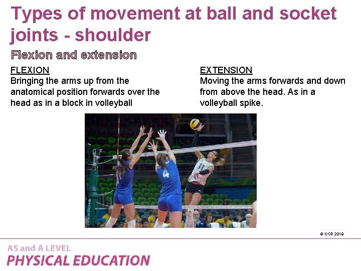 Types of movement at ball and socket joints - shoulder Flexion and extension FLEXION