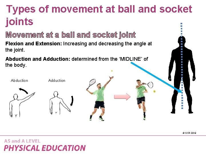 Types of movement at ball and socket joints Movement at a ball and socket