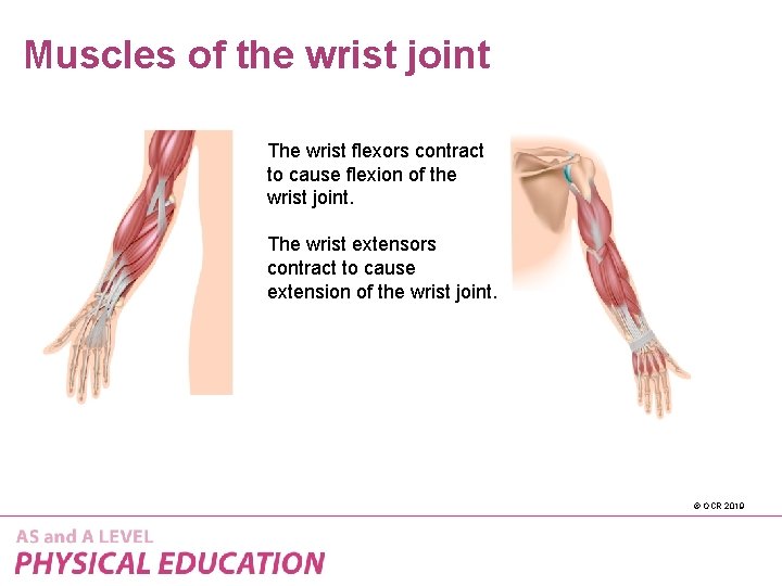 Muscles of the wrist joint The wrist flexors contract to cause flexion of the