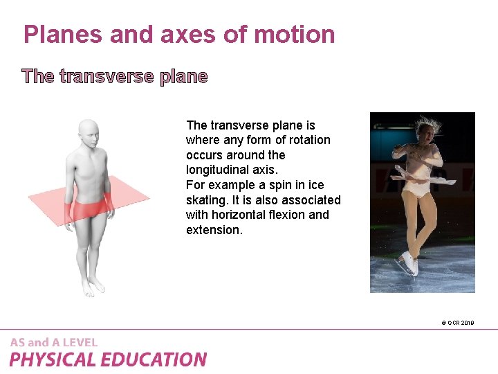 Planes and axes of motion The transverse plane is where any form of rotation