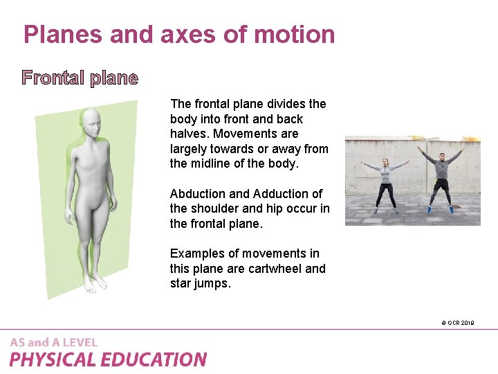 Planes and axes of motion Frontal plane The frontal plane divides the body into