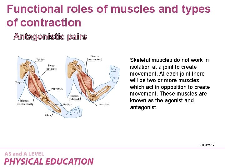 Functional roles of muscles and types of contraction Antagonistic pairs Skeletal muscles do not