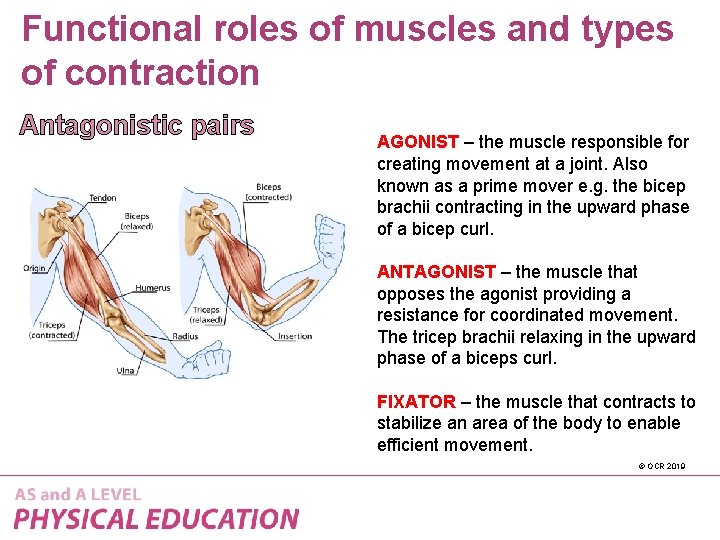 Functional roles of muscles and types of contraction Antagonistic pairs AGONIST – the muscle