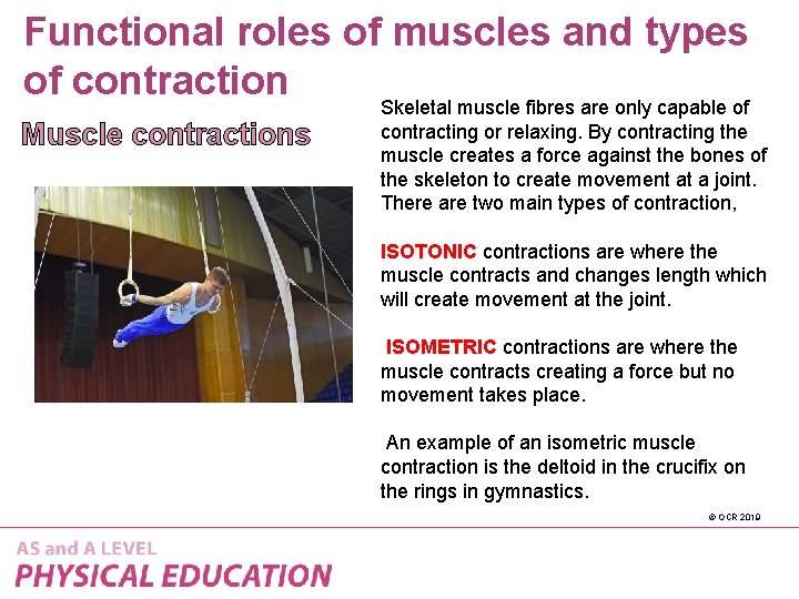Functional roles of muscles and types of contraction Muscle contractions Skeletal muscle fibres are
