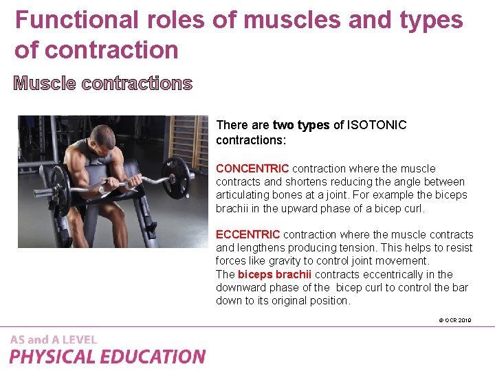 Functional roles of muscles and types of contraction Muscle contractions There are two types