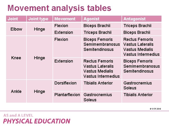 Movement analysis tables Joint Elbow Knee Ankle Joint type Hinge Movement Agonist Antagonist Flexion