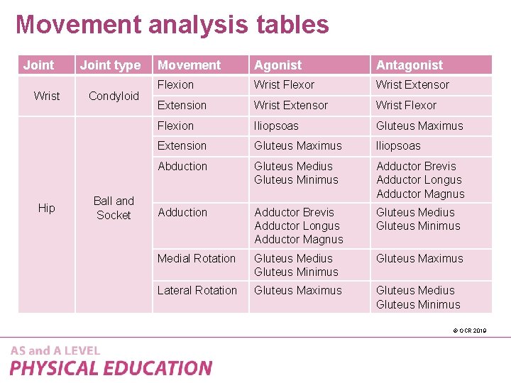 Movement analysis tables Joint Wrist Hip Joint type Condyloid Ball and Socket Movement Agonist