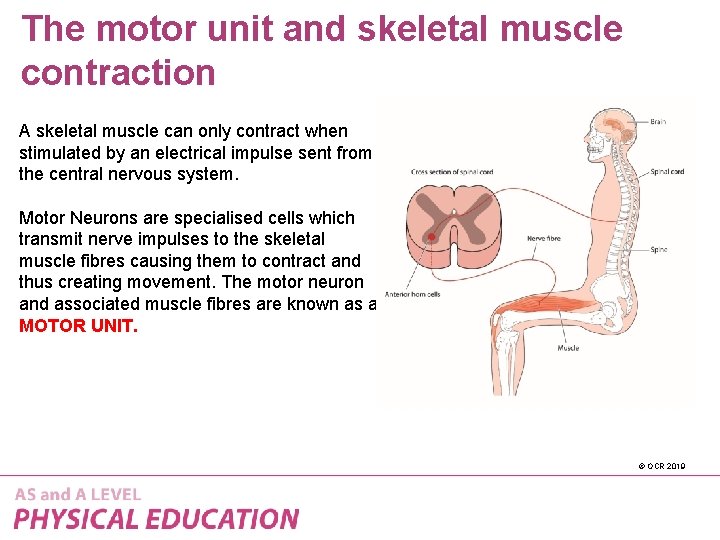 The motor unit and skeletal muscle contraction A skeletal muscle can only contract when